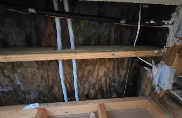 Attic Mold Removal in Tacoma, WA